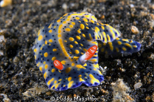 lembeh,nikon d2x 60 mm macro by Puddu Massimo 